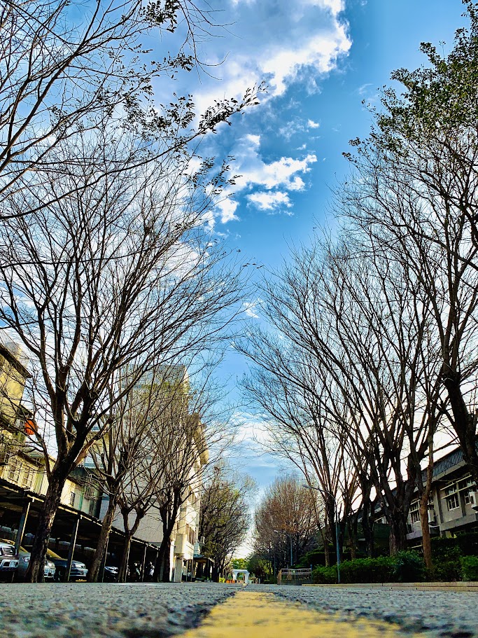 Sweetgum Tree Avenue